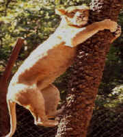 renuka lioness