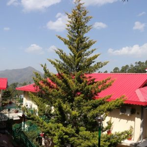 Aamod-Resort-Chail