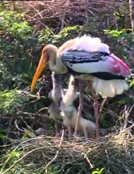 Bharatpur bird sancturay off beat places near delhi