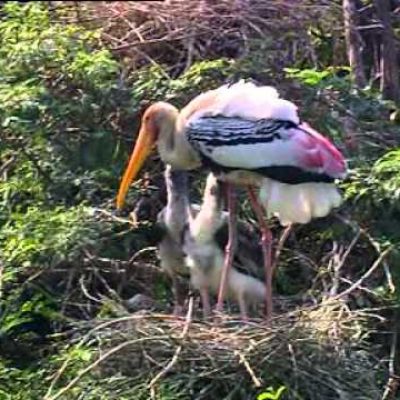 Bharatpur bird sancturay