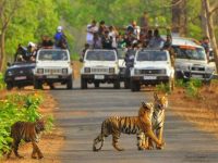 Sariska